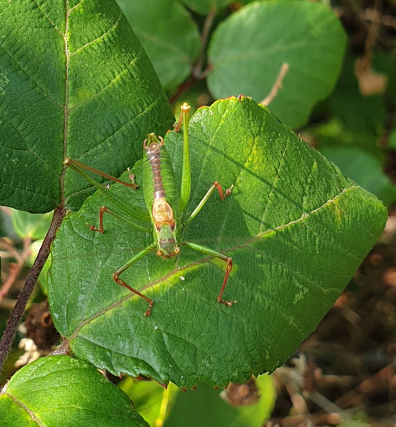   Male Speckled Bush Cricket 